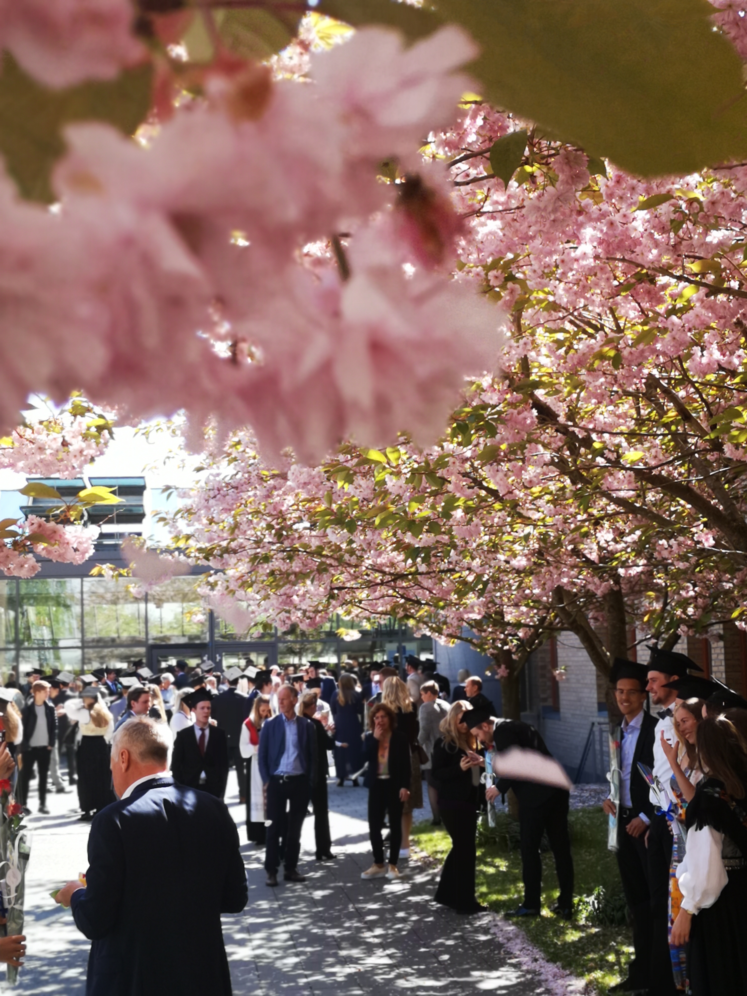Bachelorseremoni, studenter feirer i kirsebærallen på campus